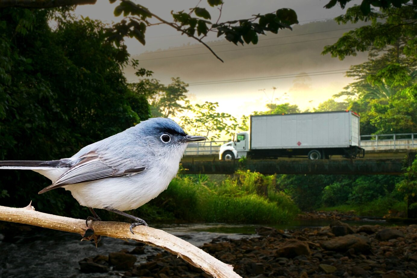 Riddle Me This: The Bird that Broke the Camel’s Back
